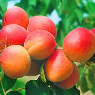 Саженец абрикос Цунами в контейнере